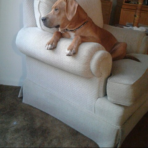 My Human Mom has a New Book&nbsp;Out!