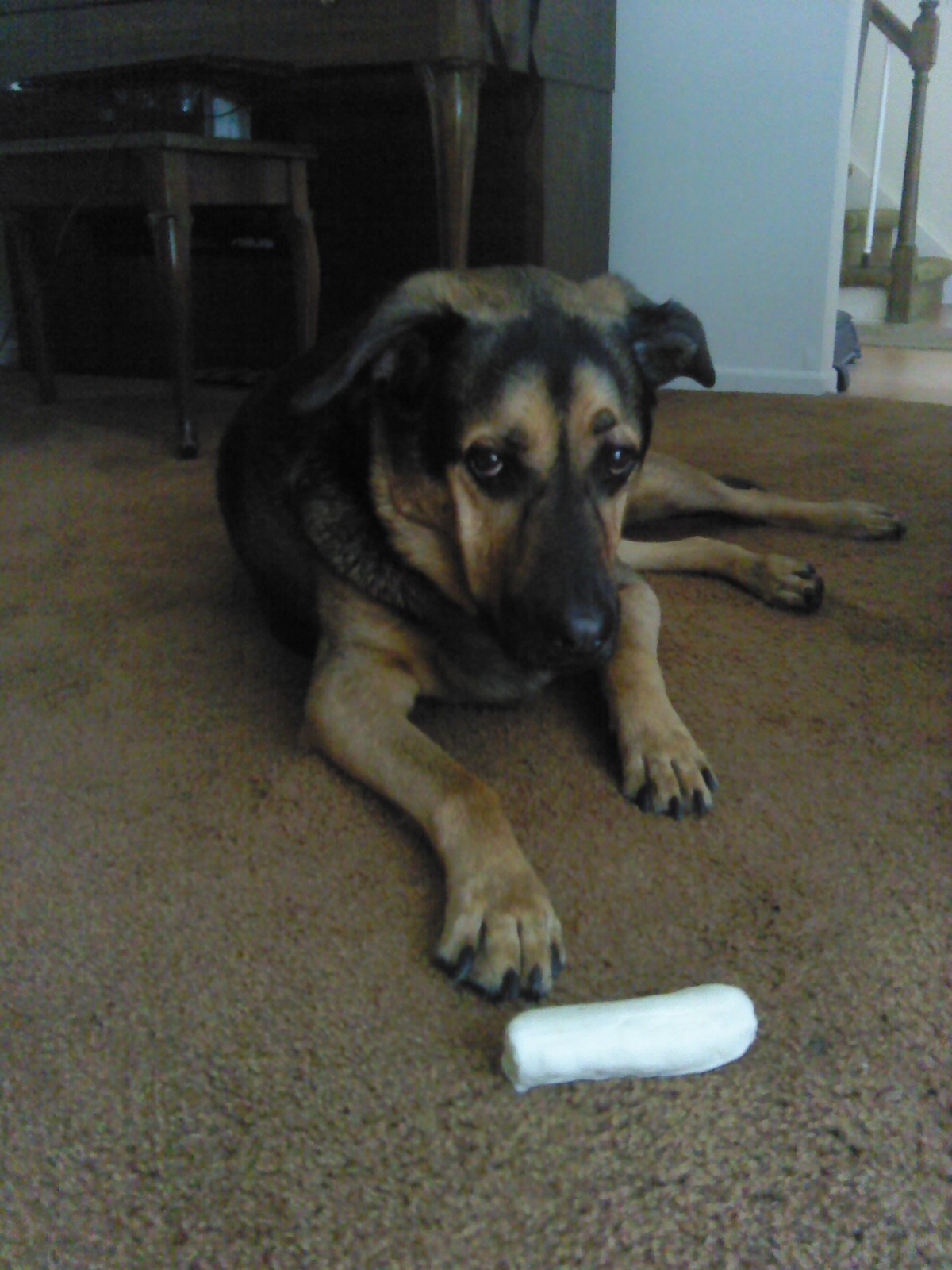 How I Got&nbsp;Adopted